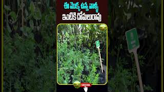 ఈ మొక్క ఉన్న వాళ్ళ ఇంటికి దోమలురావు | mosquito repllent plant | Short | Kiran TV Rythu