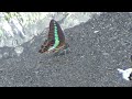 graphium doson postianus_butterfly sucking water from the sand land of riverbank.