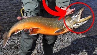 Arctic Char Facts YOU Didn't Know