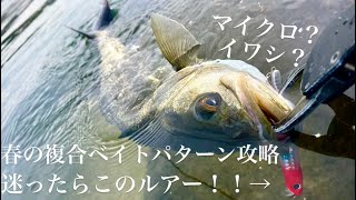 【シーバス】春の複合ベイトパターン攻略！！水面爆発連発、とりあえずこのルアー投げとけば釣れる！？！？