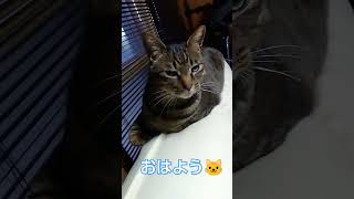 2024年7月16日（朝からニャルソック、、してなーい🤣🤣）💖#ねこ #cat #キジトラ猫 #猫のいる暮らし #shorts