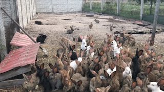 Rabbits Farming in United States / Free Range Rabbits Breeding /Akash Bhutta