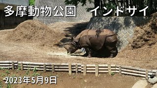 多摩動物公園のインドサイ ゴポンさんがビクラムと同居していました