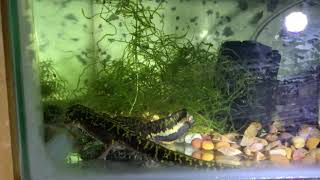 Marbled Newt Triturus marmoratus Courting/breeding on a night