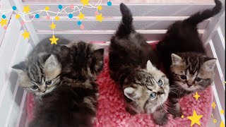 Tabby Kittens turn 5 weeks old today