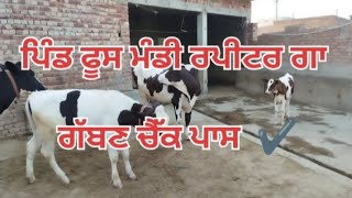 ਰਪੀਟਰ ਗਾ ਗੱਬਣ ਚੈੱਕ ਪਾਸ  .#viral #viralvideos #news#funny #prismlivestudio #kabutar #horse #duet #