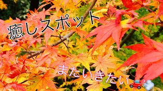 【紅葉🍁】佐賀県御船山楽園・癒しスポット・デートスポット（去年11月）