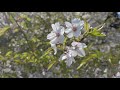 2020 桜 〜糸島市二丈 福吉〜【4k】