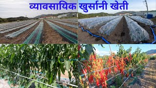 कोरियामा खुर्सानी खेती यसरी गर्छन्। कोरियाको गार्हो बारीको काम। Agriculture work in Korea.