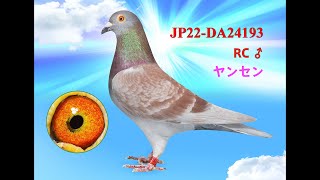 2022DA24193 RC ♂ ヤンセン