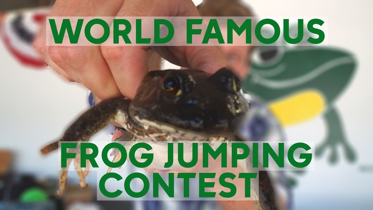Frog Jumping Contest