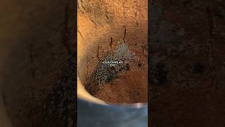 How To Remove Mold In Mate Gourds🧉