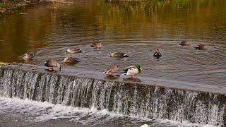 2024年12月15日加茂町！今日の加茂川のカルガモ達…いやマガモもいるしハシビロガモもコガモもいるよ編