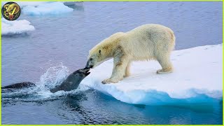 MOST Incredible Moments of Polar Bear Attacks Caught On Camera | Animal Fighting