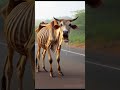 beautiful story of a hungry and poor cow 🐄 ai animals youtubeshorts shorts