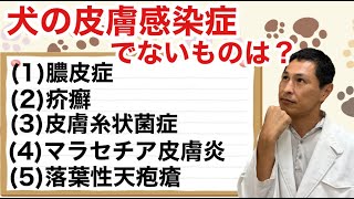 犬の皮膚感染症でないものはどれ？【愛玩動物看護師、獣医師国家試験対策】