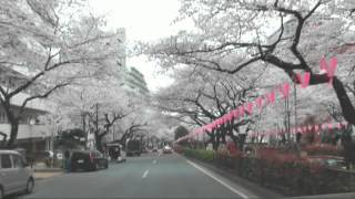 播磨坂桜並木 2013年3月（車載カメラ） 東京文京区小石川　Cherry Blossoms at Harimazaka Street - Tokyo 2013