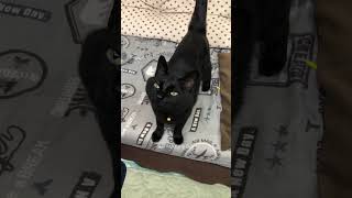 ぐるぐる甘噛み【猫動画】黒猫バロンblack-cat