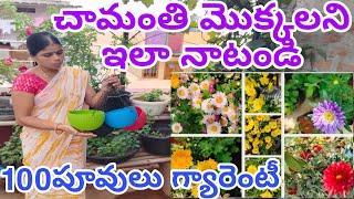 చామంతి పువ్వులు ఎక్కువ పూయాలంటే #How to get more flowers in chamanthi plant |chrysanthemum plant