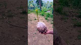 Sprouted coconut🤩 #pongu #rare #satisfying #coconut #shorts #youtubeshorts #shortfeed