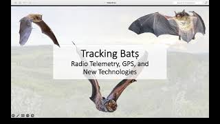 Radio Telemetry and Bats - \