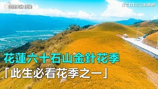 花蓮六十石山金針花季 「此生必看花季之一」｜三立新聞網SETN.com