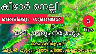 ഈ അത്ഭുത സസ്യം വീട്ടിൽ ഉണ്ടോ ഒരു പിടി മതി കീഴാർ നെല്ലി കൊണ്ട് ഇങ്ങനെ ചെയ്യൂ Health Tips #Kitchentips