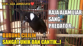 RAHASIA ! perawatan burung cililin agar tetap sehat dan makin gacor || sang predator alam liar