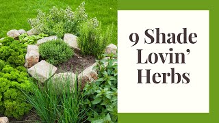 Herbs That Thrive in Partial Shade (3 - 5 hours of sun per day)