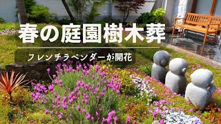 樹木葬【フレンチラベンダーが開花】花木に囲まれたナチュラルガーデン墓地