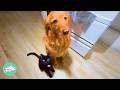 Stray Cat Tries To Win This Dog Over | Cuddle Buddies