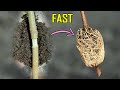 AIR LAYERING RESULTS – QUICKEST METHOD OF CLASSIC AIR LAYERING TO PROPAGATE PLANTS
