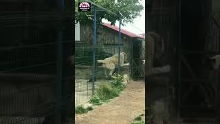 2 big kangal dogs fight / kangal dog fight / #dog #kangal #kangaldog