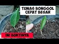 Cara Merawat Tunas Bonggol Aglonema Agar Cepat Besar