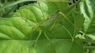 ヤブキリ/Tettigonia orientalis 01_170624日高