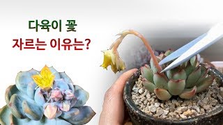 다육이 꽃대 자르기. 다육이 꽃대 왜 자를까요?