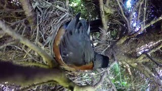 Incredible time lapse of birds nest.