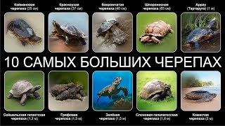 Топ 10 САМЫХ БОЛЬШИХ ЧЕРЕПАХ