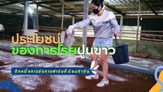 เลี้ยงเป็ดไข่ | โรยปูนขาว เตรียมเล้าเข้าสู่ฤดูหนาว