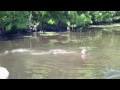 tourist video captures gator feeding frolic