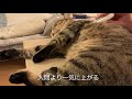 猫の体温を測ってみる