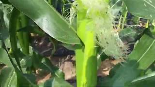 [텃밭농부 #032}옥수수재배.옥수수 수정방법. Farmers Story of  Corn cultivation.