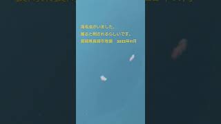 海できもい危険生物が泳いでいました。長崎県