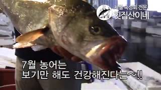 8KG 대물 '농어' (スズキ) 체험~ 7월, 8월 여름 제철 생선 횟감 추천