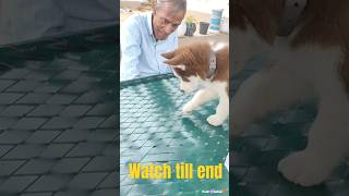 Watch till end 🔚 kaise kya kiya esne #dogbreed #husky #femalehusky  #pakistanibullycutepuppies ❤️😘😍🫣