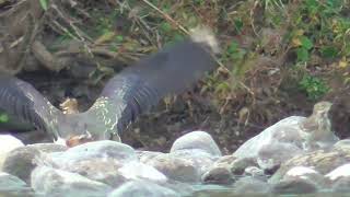 M0185　大分川　タゲリ　モン（ハシボソガラス）Oita River　Northern Lapwing　MON (Wild Carrion Crow)