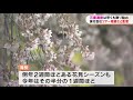 「本当に短かった」三春滝桜、開花1週間で散り始め　旅行会社はバスツアーの期間短縮　福島