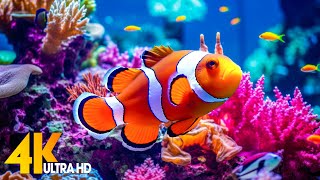Aquarium 4K VIDEO (ULTRA HD) 🐠 Beautiful Coral Reef Fish - Relaxing Sleep Meditation Music #5