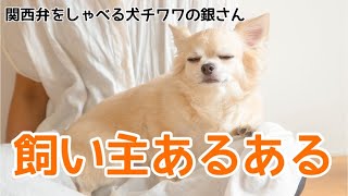 【関西弁をしゃべる犬】チワワの銀さん　どーもせんし、わかってへんで【おしゃべりペット】