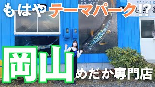 雨の日のお出かけにおすすめしたい。岡山のメダカ専門店「静楽庵」